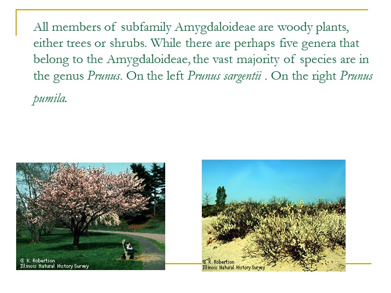 All members of subfamily Amygdaloideae are woody plants, either trees or shrubs. While there